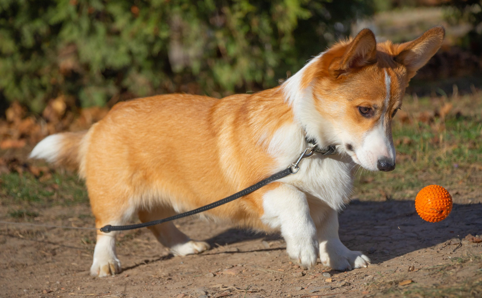 Corgi spielt mit Hundeball - Pawsometime