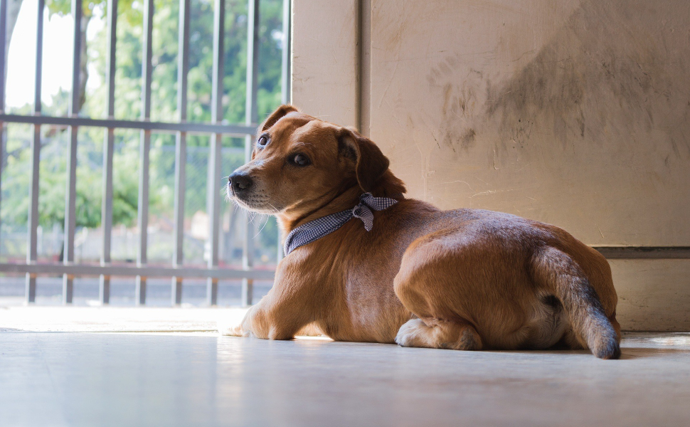 Hund mit Krawatte - Pawsometime