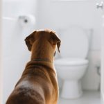 Wann wird der Welpe stubenrein? – 7 Tage Challenge für neue Welpenbesitzer