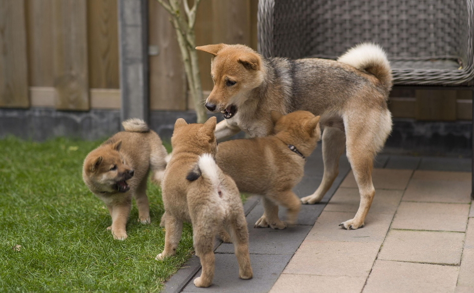 So viele Hunde - Pawsometime