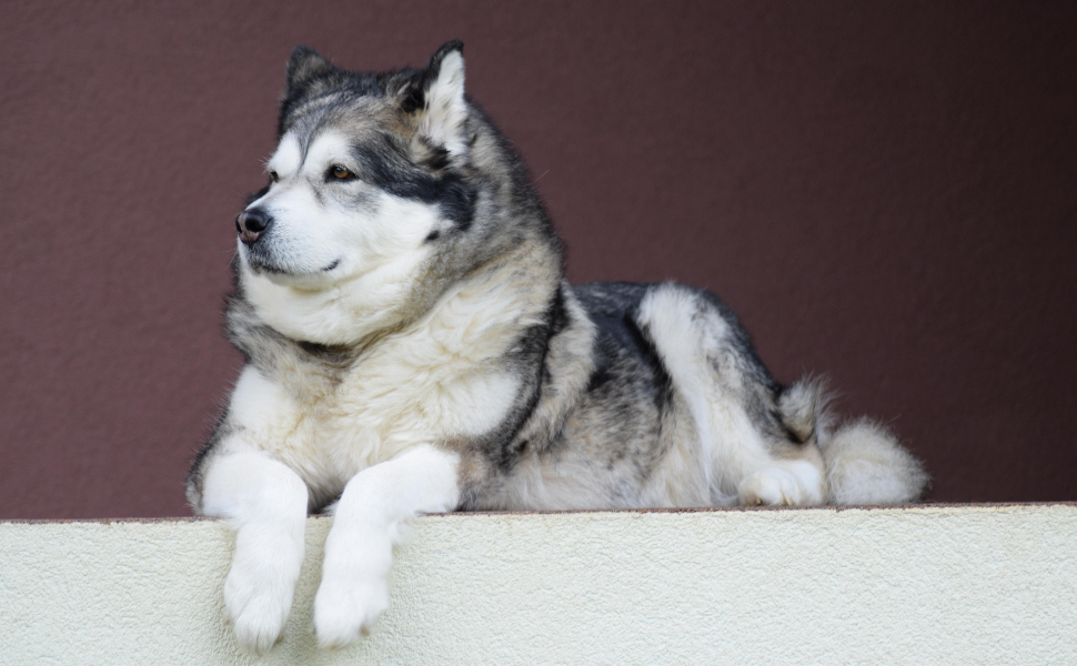 Husky - Pawsometime