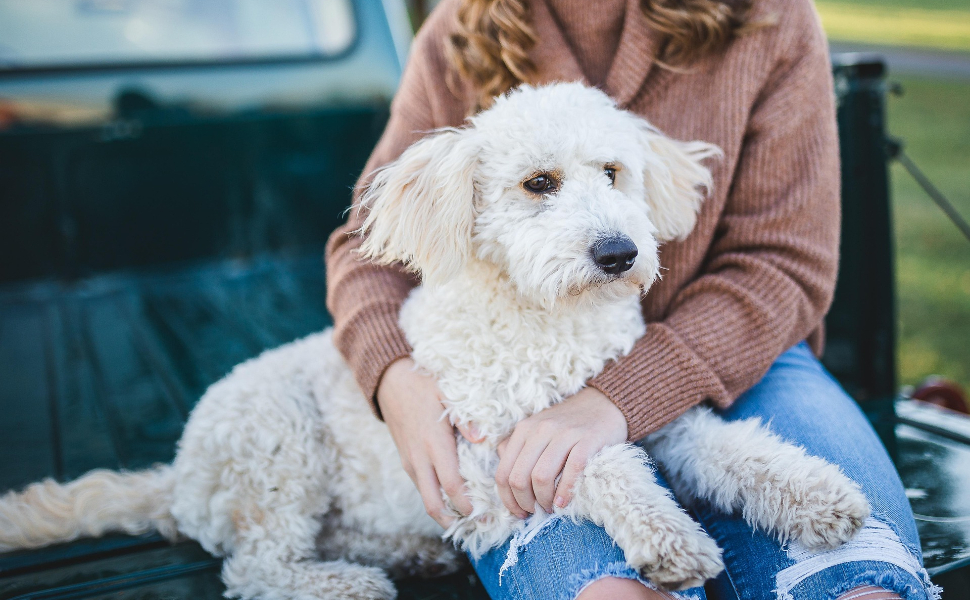 Wie lange schläft ein Hund - Pawsometime