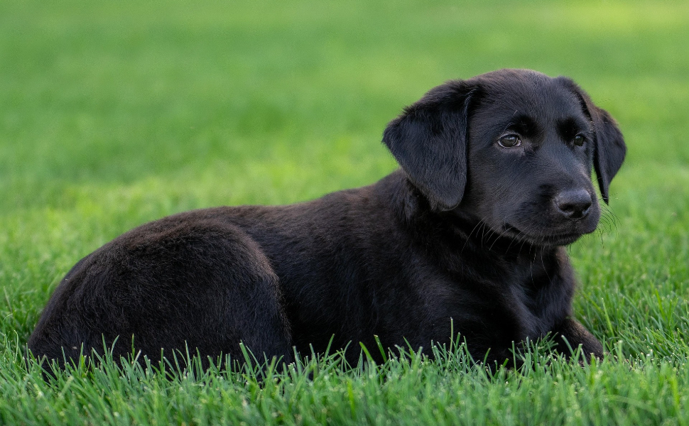 Schwarzer Hund - Pawsometime