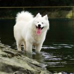 Wie lange schläft ein Hund? – Optimale Schlafbedingungen für Ihren Hund