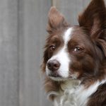 Mehrhundehaushalt: Wie oft muss jeder Hund raus?