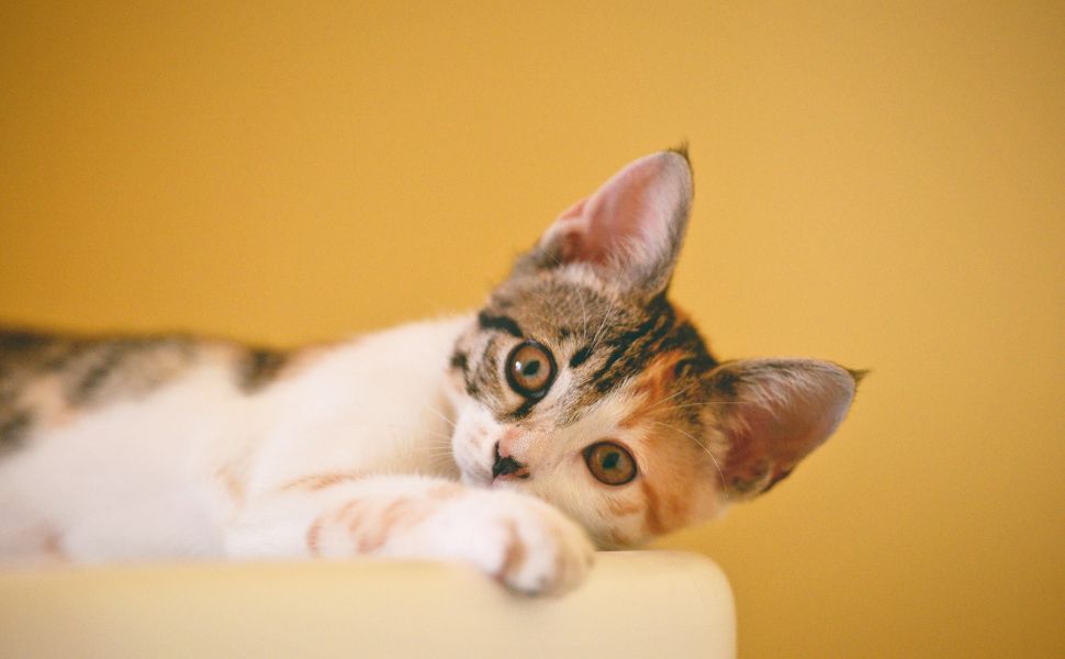 Katze - Pawsometime