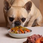 Welches Gemüse dürfen Hunde essen? – Eine Liste gesunder Optionen für Ihren Hund