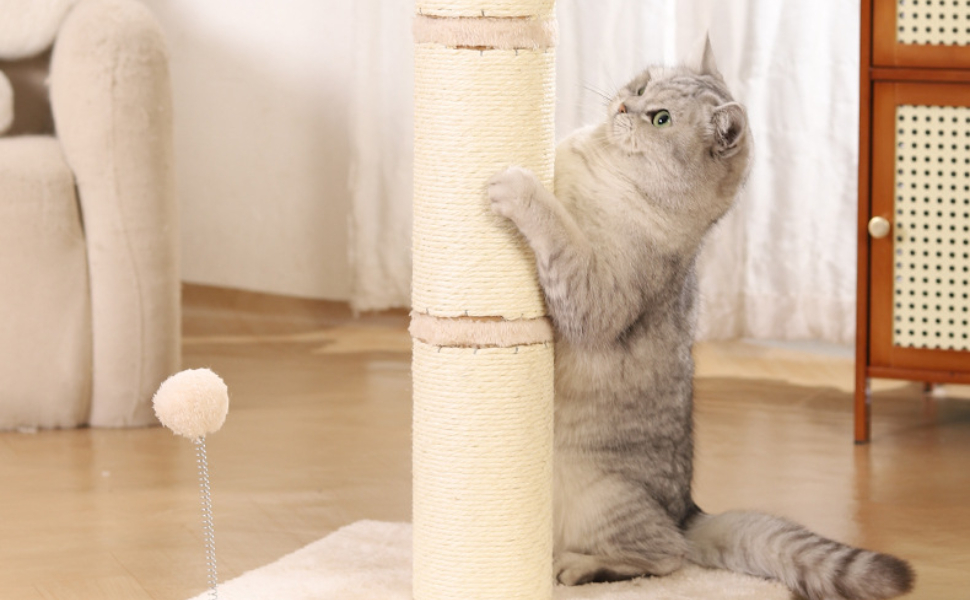 Katze spielt mit Kratzbaum - Pawsometime