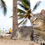 Wie lange wachsen Katzen in verschiedenen Umgebungen – Welche Faktoren wirklich zählen