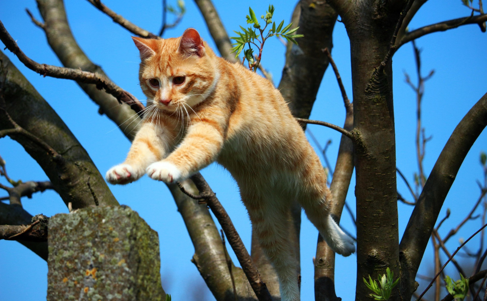 Springende Katze - Pawsometime