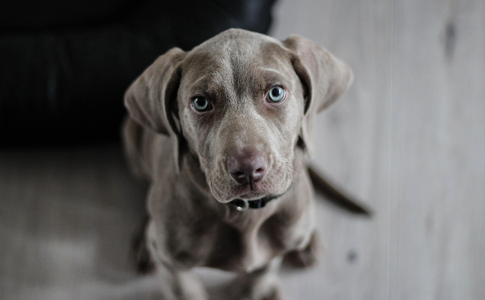 Hunde mit schönen Augen - Pawsometime