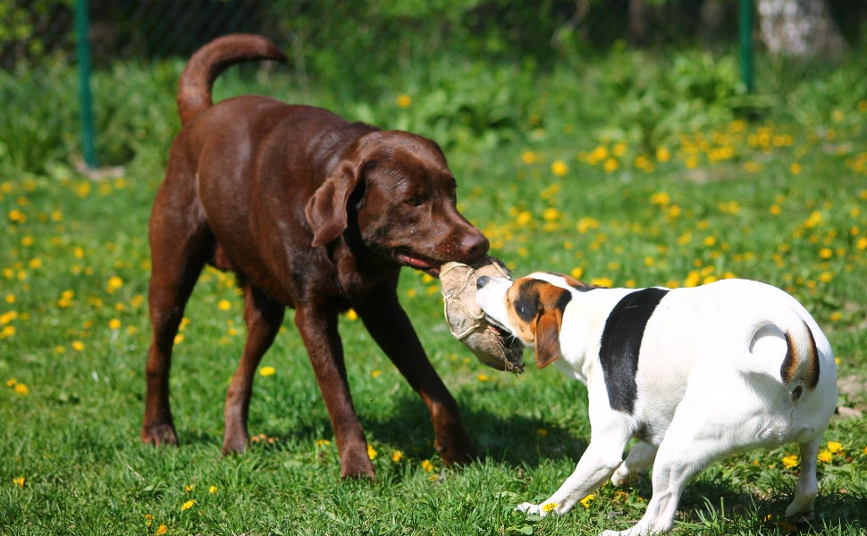 Hunde streiten sich um Dinge - Pawsometime
