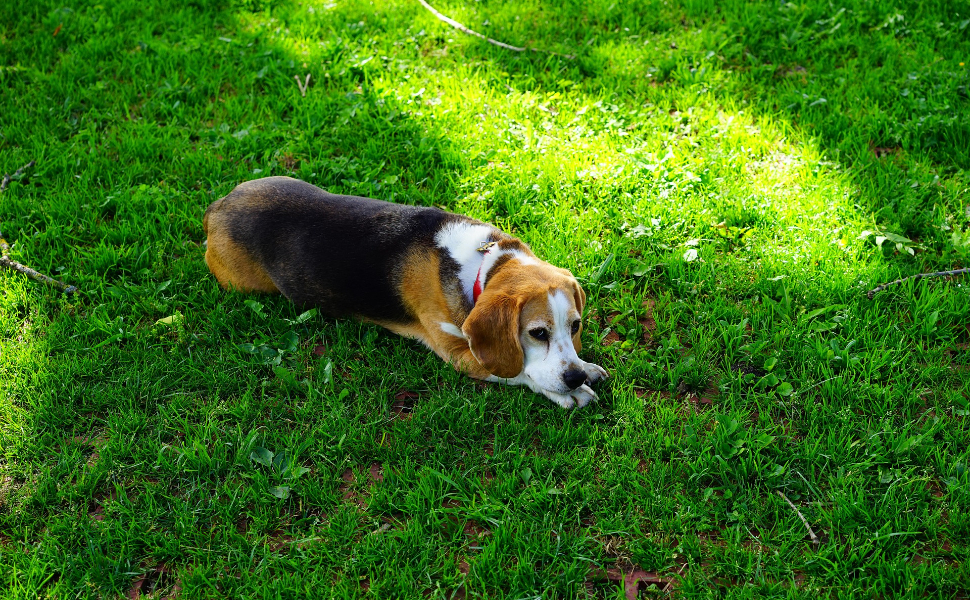 Kauknochen für Hunde - Pawsometime
