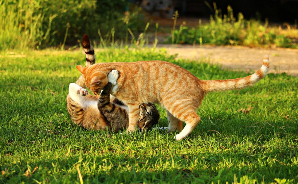 Zwei Katzen - Pawsometime