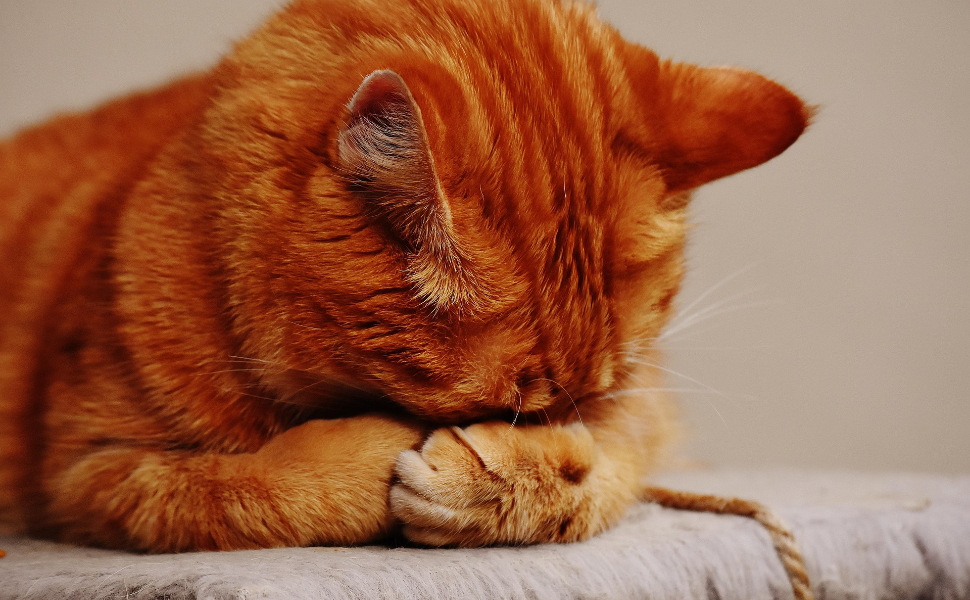 Katze - Pawsometime