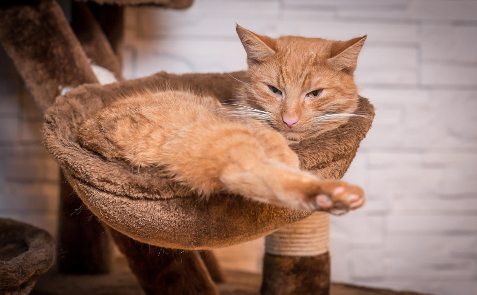 Katzenbett – Pawsometime