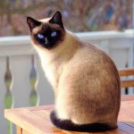 Wie alt werden Katzen im Durchschnitt? Tipps, um den Durchschnitt zu übertreffen