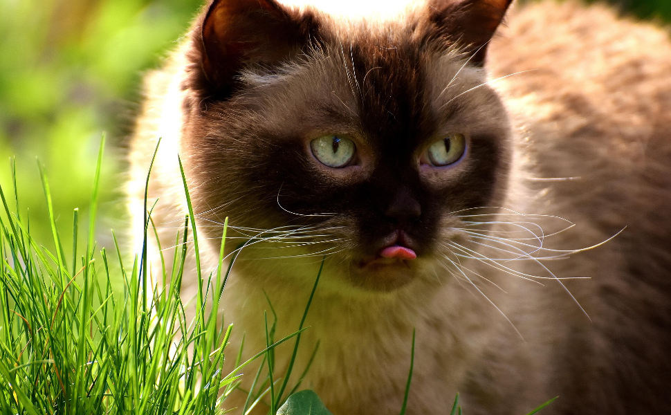 Was essen die Katzen - Pawsometime