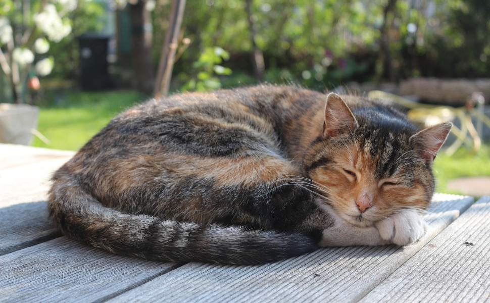Katzen spielzeug - Pawsometime