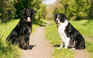 Mit Hund im Urlaub - Pawsometime