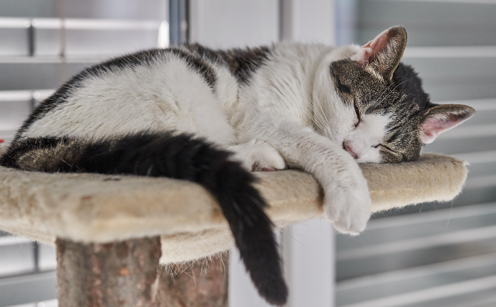 Schlafende Katze - Pawsometime