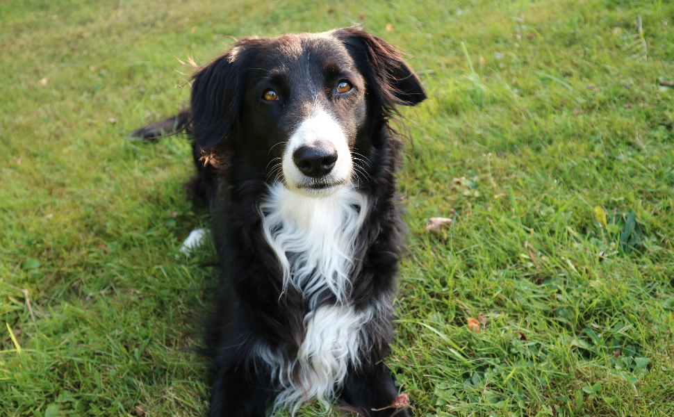 Hund auf dem Gras - Pawsometime