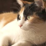 Wie lange leben Katzen? Unterschiede zwischen großen und kleinen Katzen