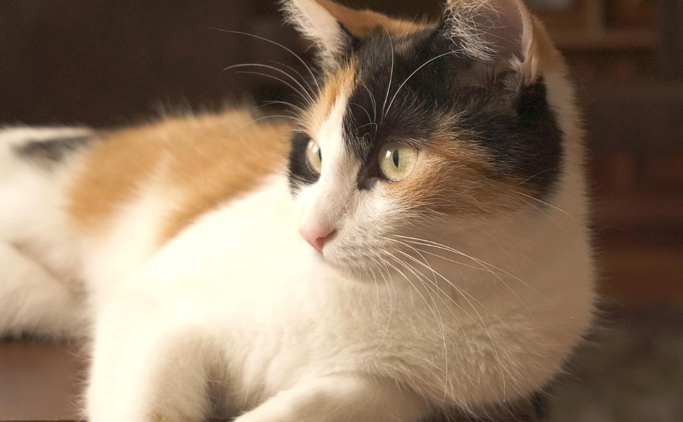 Wie lange leben Katzen - Pawsometime