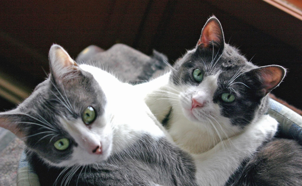 Zwei grünäugige Katzen - Pawsometime