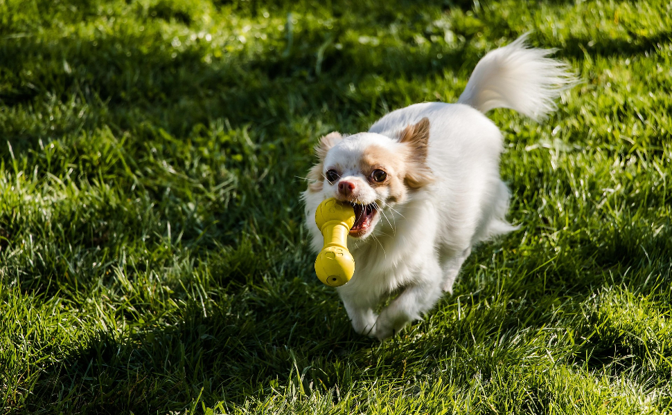 Kauspielzeug für Hunde - Pawsometime