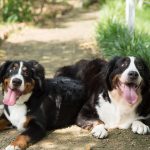 Welche Nüsse dürfen Hunde essen – und wie man sie richtig anbietet