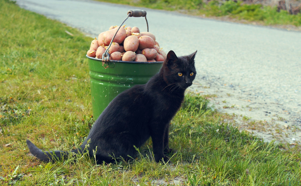 Schwarze Katze - Pawsometime