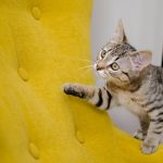 Katzen sehen Farben: Welche Töne fallen für sie am auffälligsten auf?