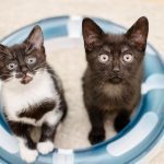 Wie sehen Katzen die Welt? – Tipps für das Verständnis ihrer Umwelterkennung