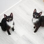 Kratzbaum selber bauen: 5 Gründe, warum deine Katze einen braucht