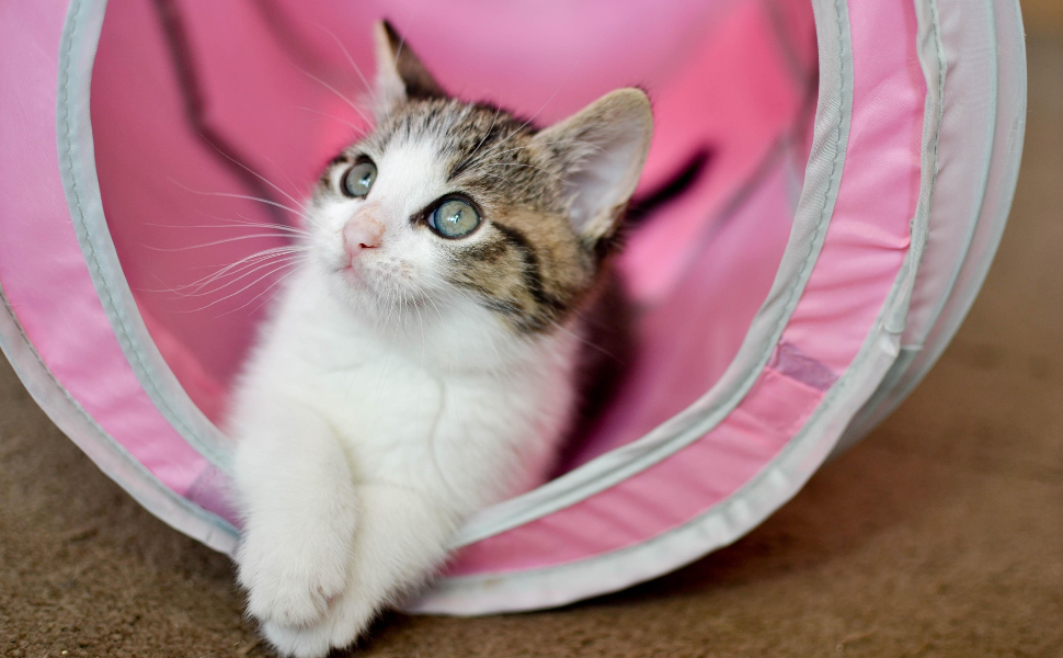 Beschäftigungsspielzeug für Katzen - Pawsometime