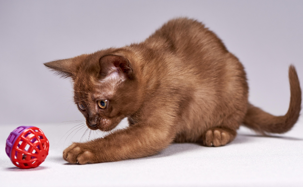 Beschäftigungsspielzeug für Katzen - Pawsometime
