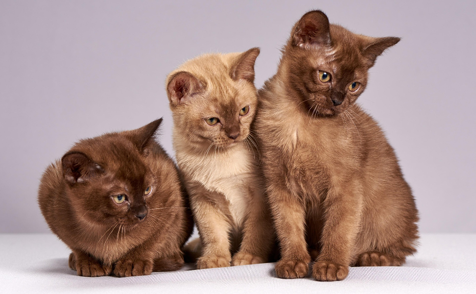 Beschäftigungsspielzeug für Katzen - Pawsometime