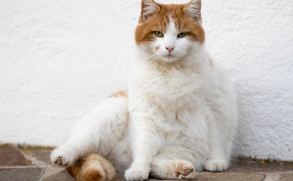 kratzbaum katze - Pawsometime
