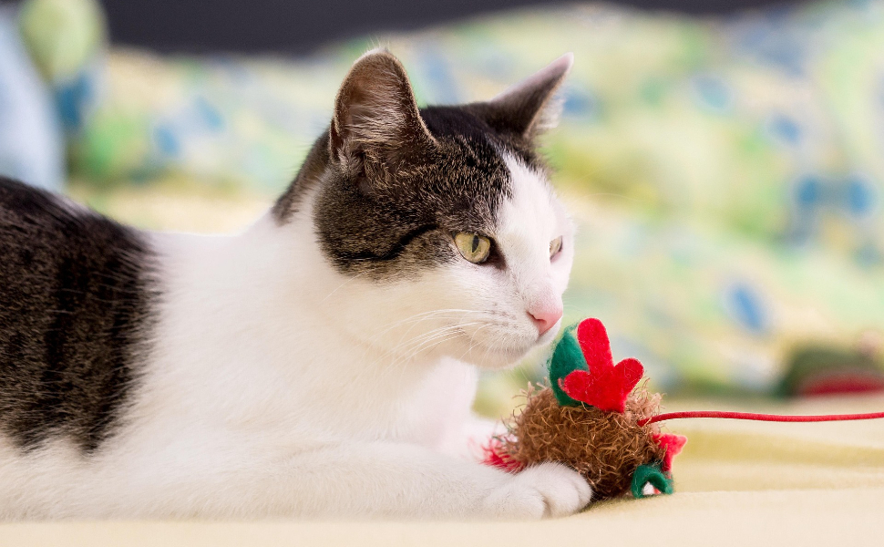Beschäftigungsspielzeug für Katzen - Pawsometime