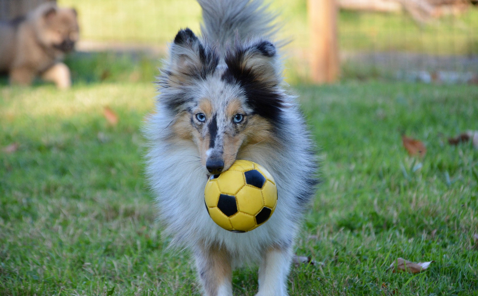 Kauspielzeug für Hunde - Pawsometime