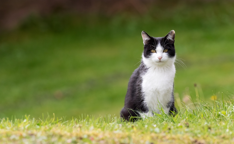Laserpoint für Katzen - Pawsometime