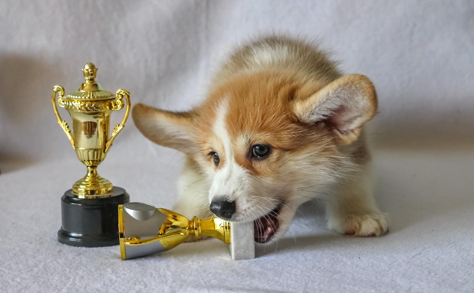 Hunde und Trophäen - Pawsometime
