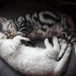 Wie lange schlafen Katzen? – Der Zusammenhang zwischen Schlaf und Verhalten