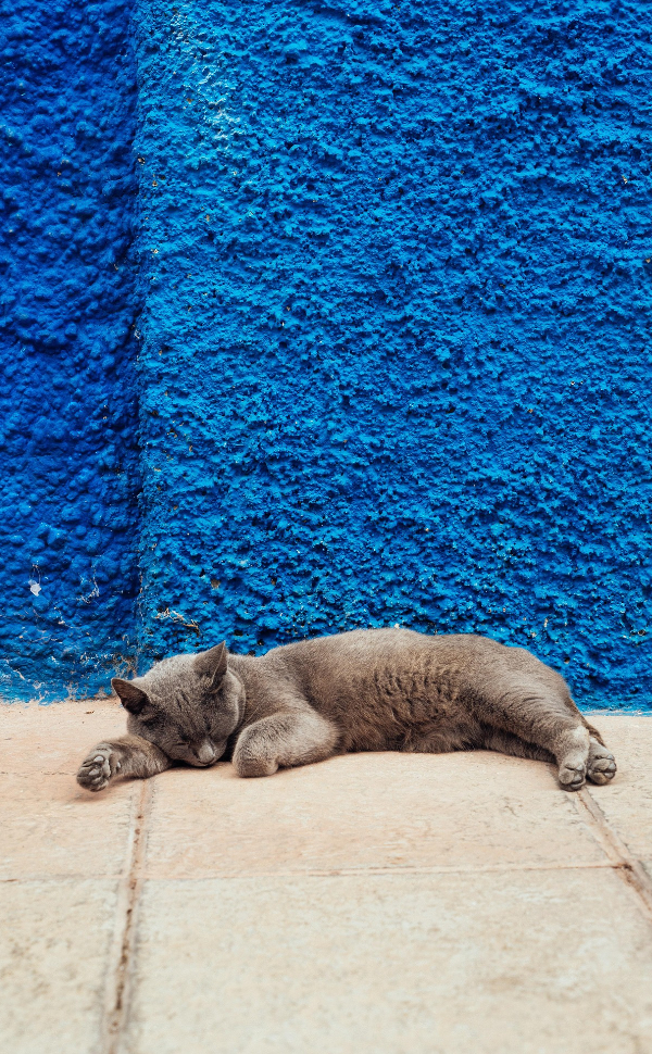 Blaue Katze - Pawsometime
