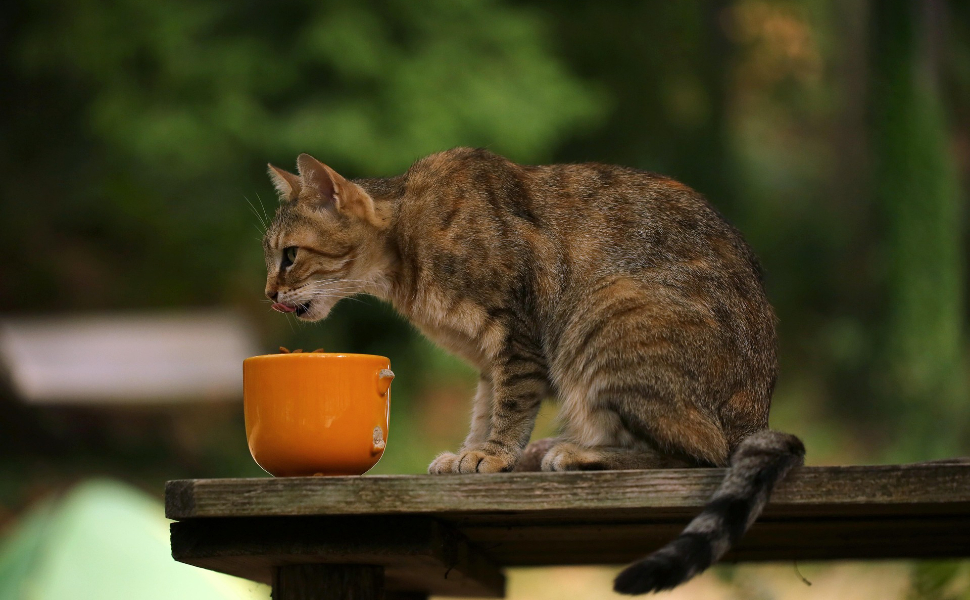 Katzenfutter - Pawsometime