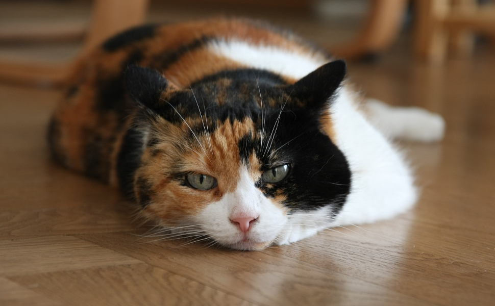 Katze - Pawsometime
