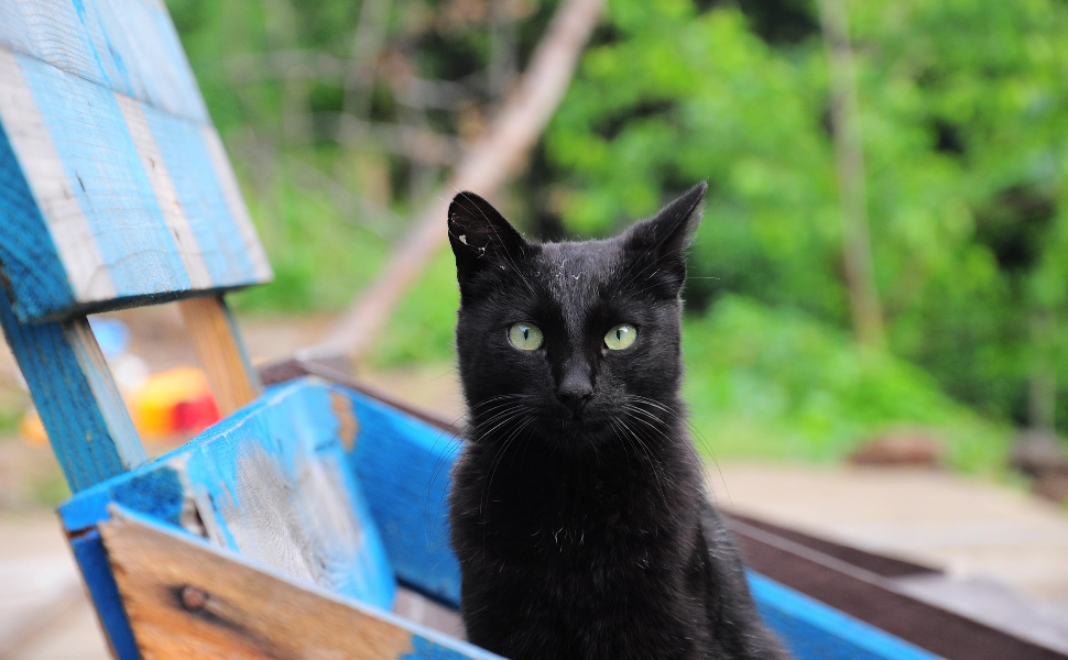 Schwarze Katze - Pawsometime