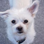 Wie lange kann ein Hund alleine bleiben? Altersunterschiede von Welpen bis Seniorhunden