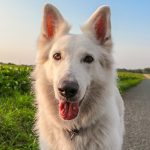 Wie viele Zähne hat ein Hund? Was Futterart mit Zahnzahl zu tun hat?
